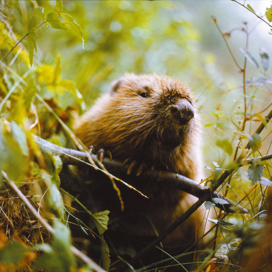 Beaver's Forest Fire Mitigation – etee
