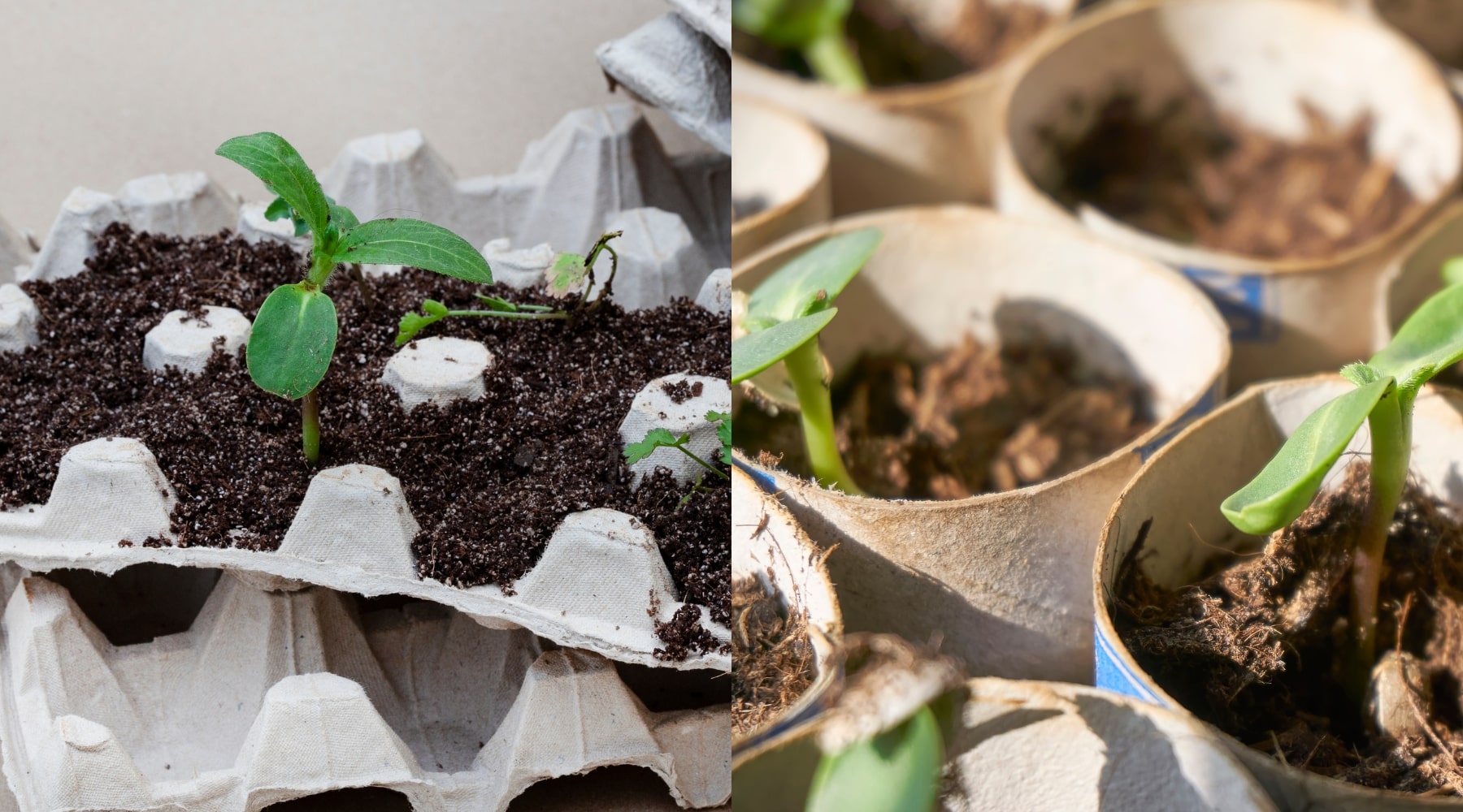 DIY seed pots