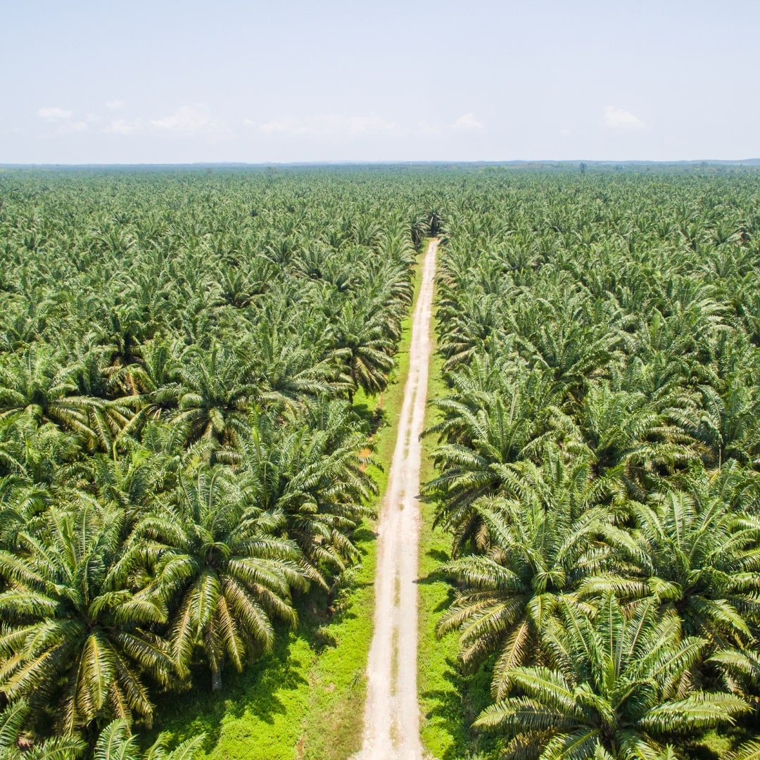 A TRUE alternative to Palm Oil? – etee