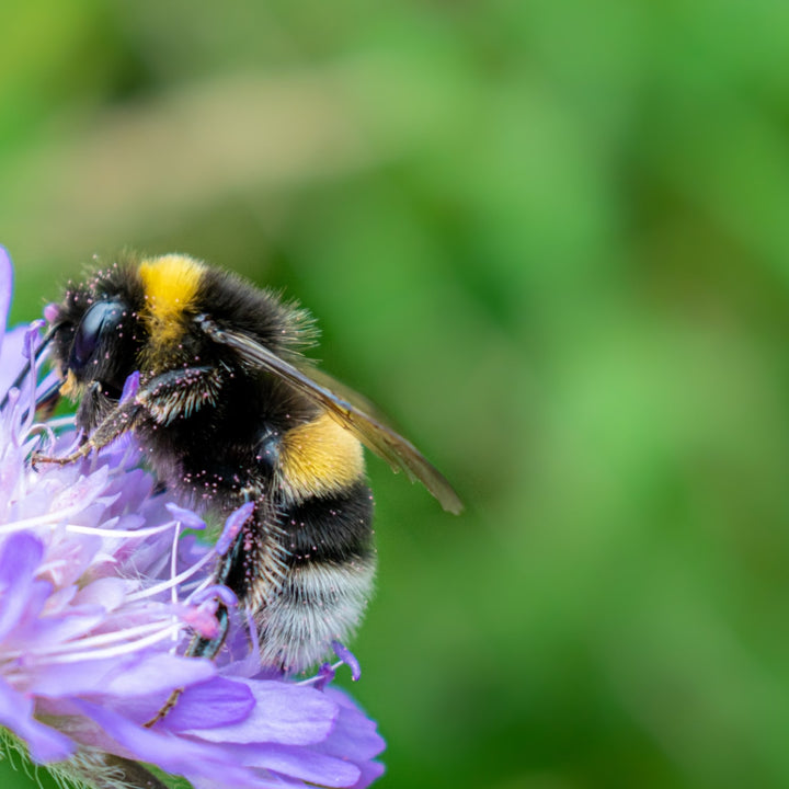 Buzzworthy News: Flowers and Bees Revealed