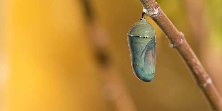 a chrysalis hanging off of a tree branch.